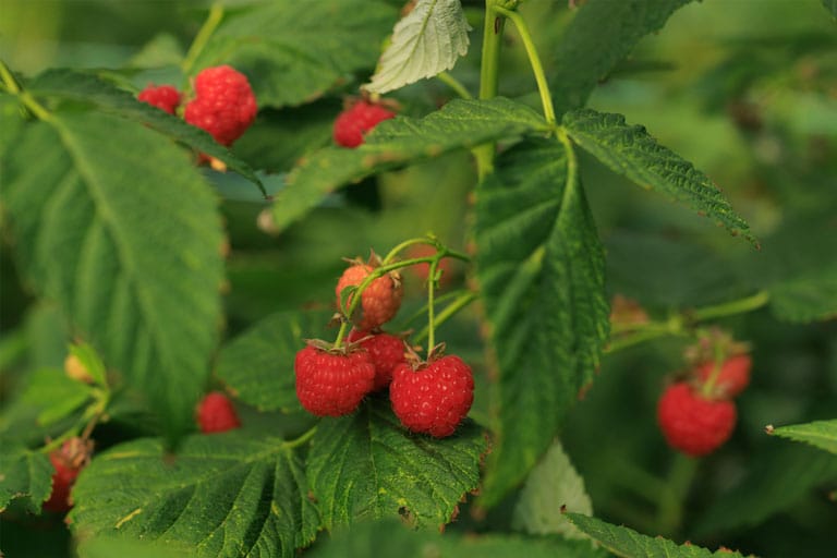 Plant de framboisier.