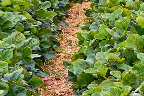 Rangee de fraisiers.