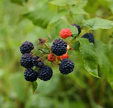 Framboises Bleues.