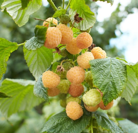 Framboises Jaunes.