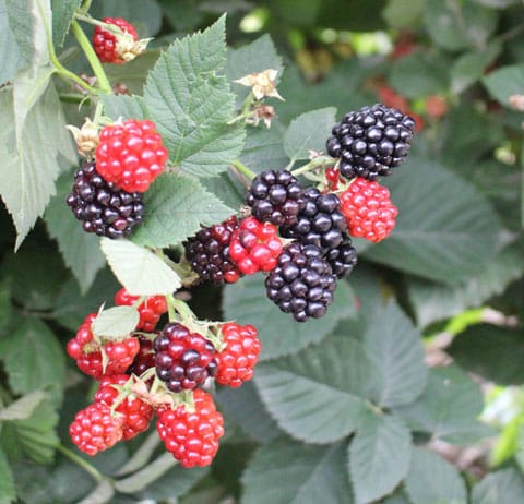 Framboises Noires.