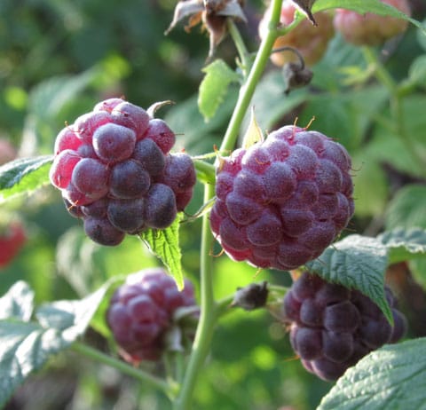 Framboises Pourpres.