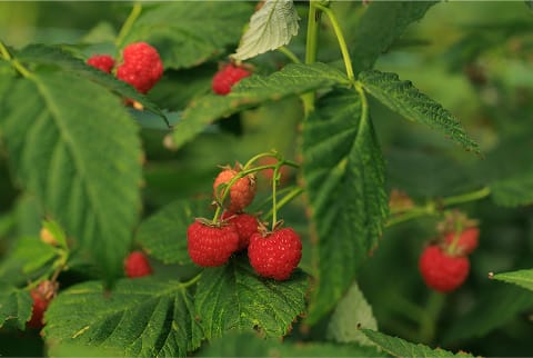 Framboisiers.