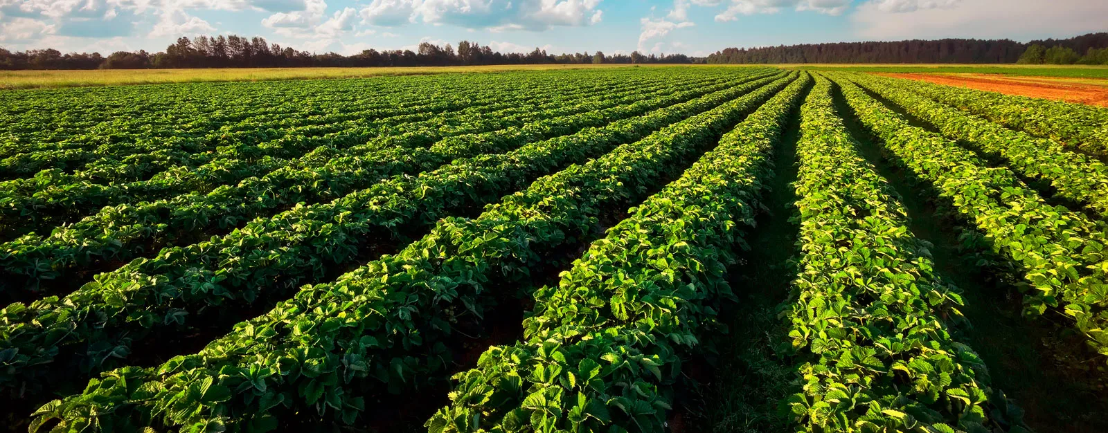 Rangées de petits fruits dans un champs.