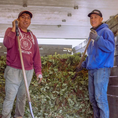 Travailleurs de la pepiniere.