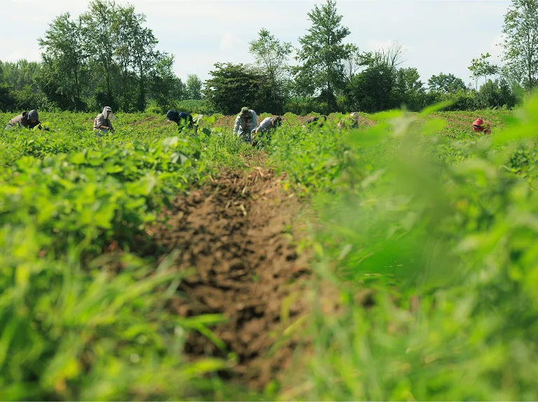 Travailleurs dans les champs.