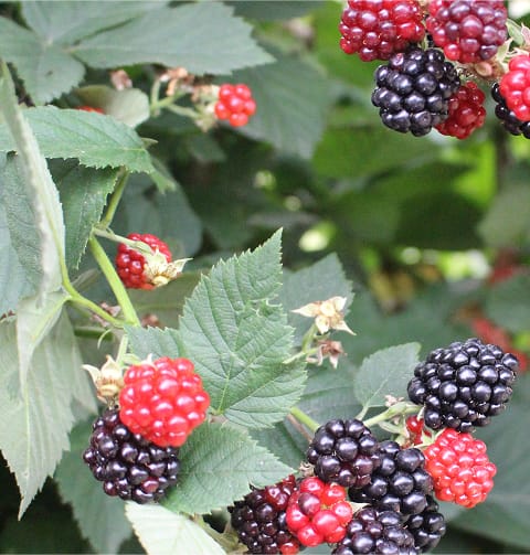 Baies rouges et mauves.