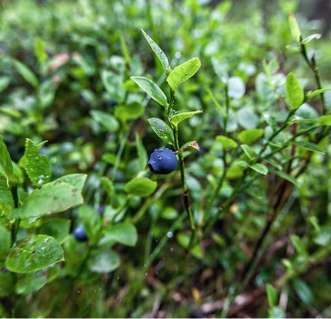 Bleuetiers.