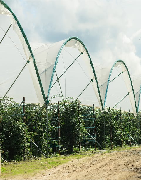 Champs couverts par une serre.