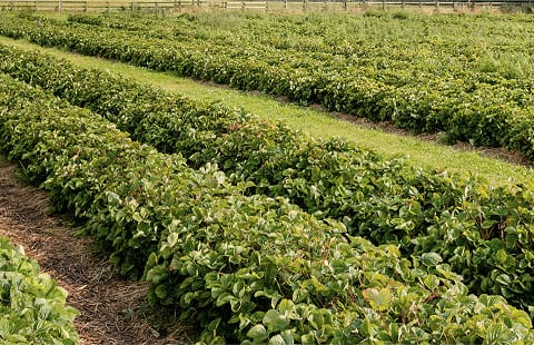 Champs de fraises aux etats-unis.