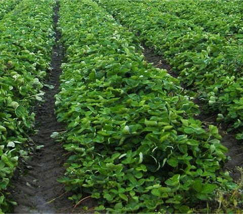 Champs de fraises au quebec.