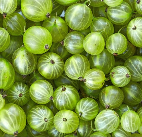 Gooseberry plants.