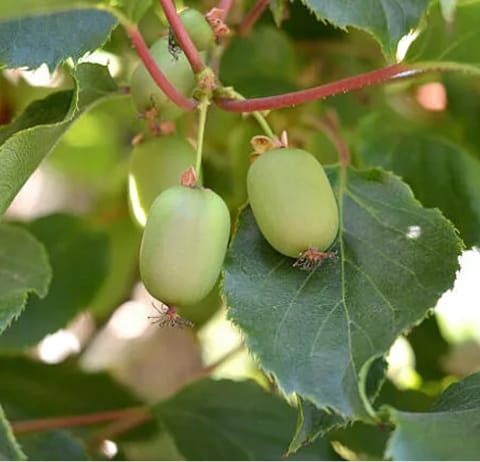 Kiwis.