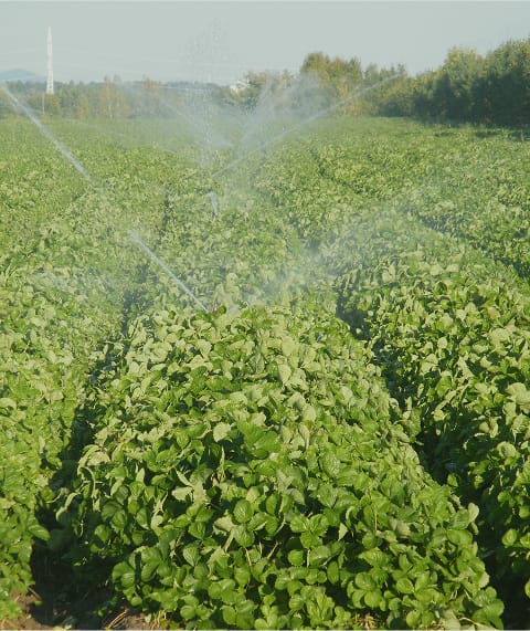 Arrosage des champs.