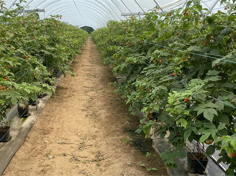 Rang dans une serre.