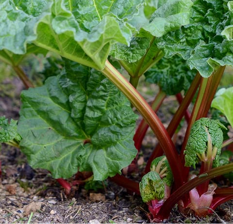 Rhubarbes.