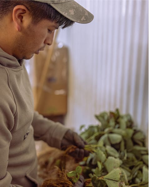 Travailleur triant les plants.