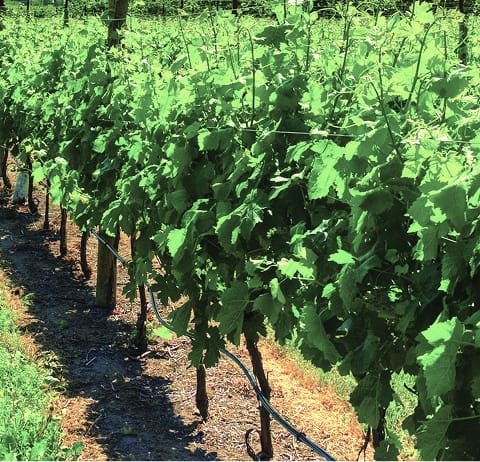 Vignes.